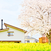 桜の季節