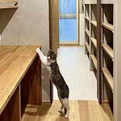 勉強部屋＋ワークスペースと猫