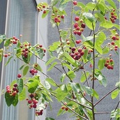 赤い実が外観に映えるジューンベリー