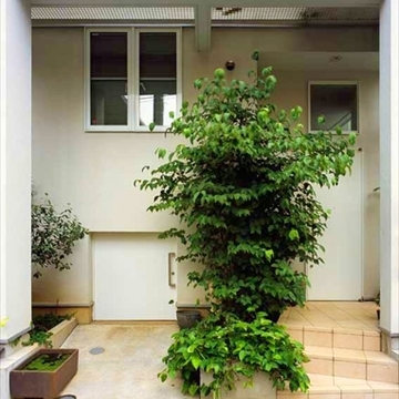 緑が出迎える玄関