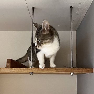 キャットウォーク