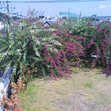 萩をメインに、見事に色づきました