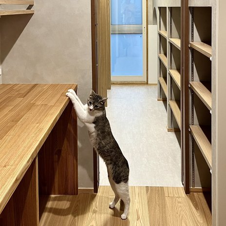 勉強部屋＋ワークスペースと猫