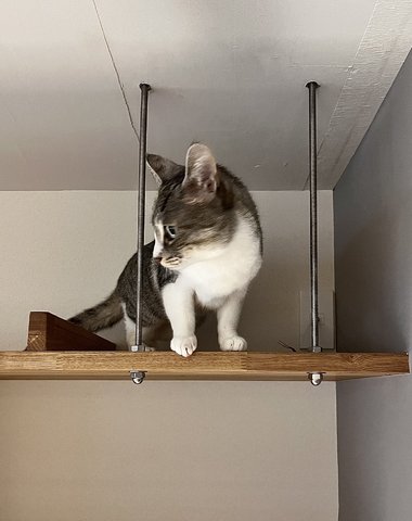 キャットウォーク