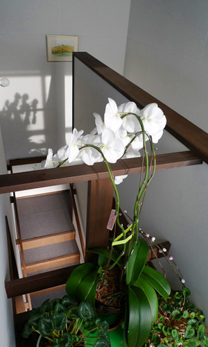 ゆったりとした木造階段