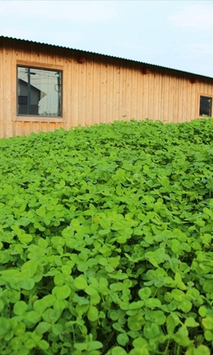 緑の向こうに見える木の家