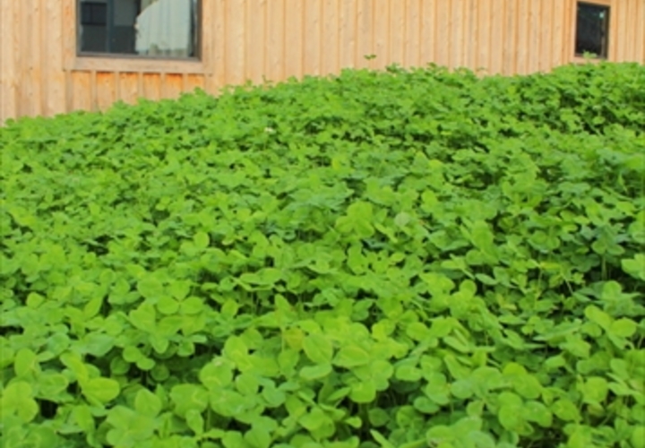 緑の向こうに見える木の家