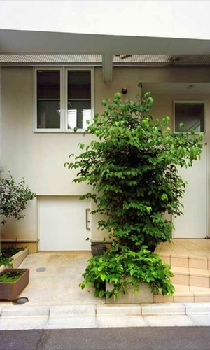 緑が出迎える玄関