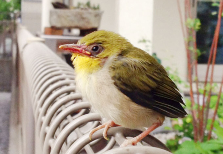 色鮮やかな鳥の休憩スポットに