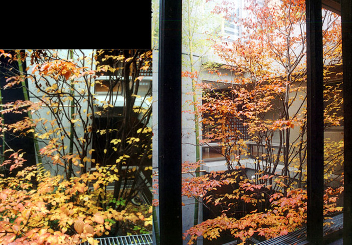 ヤマボウシの紅葉