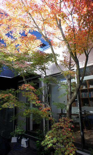 どこからも楽しめる中庭のもみじ