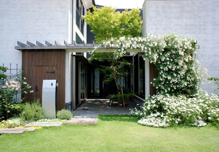 白い壁と白いバラの共演