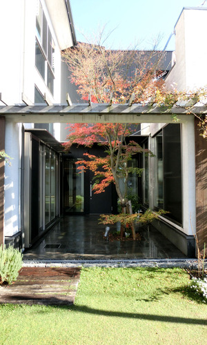 パティオで紅葉するもみじ