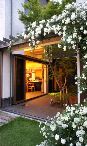 新緑とモミジと吊るバラ