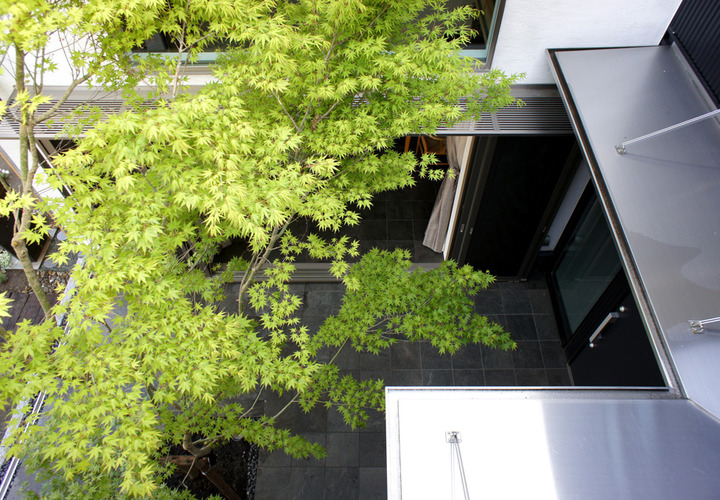 バルコニーから中庭の新緑のもみじを眺める