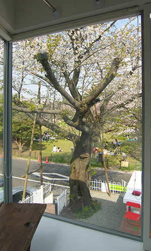 全面ガラスから見る桜