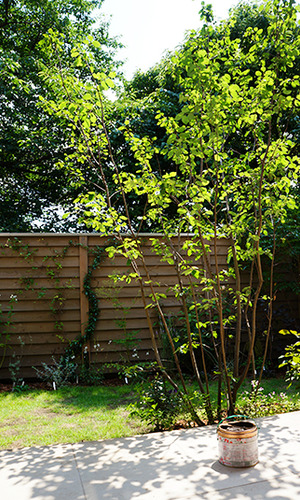 庭のシンボルツリー