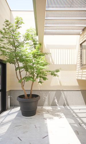 採光とマッチしたアプローチの植栽