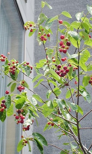 赤い実が外観に映えるジューンベリー