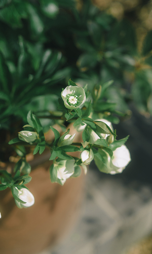 緑のある暮らし