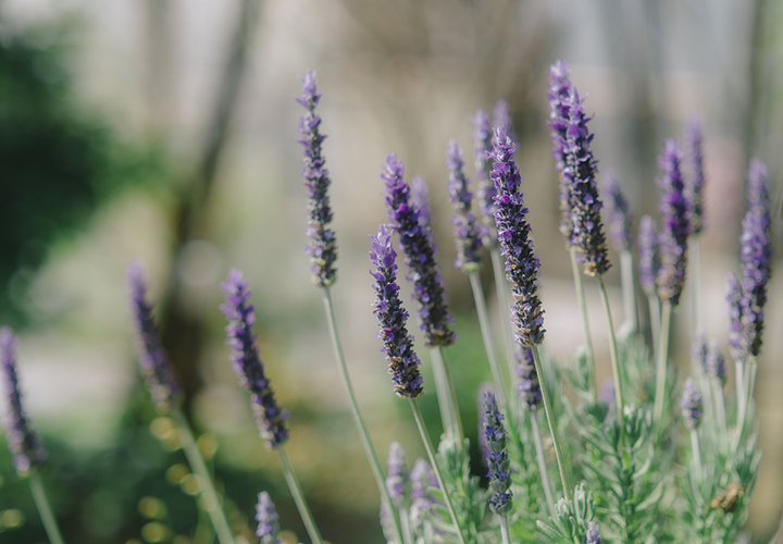 四季を感じる庭