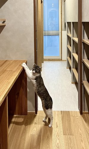 勉強部屋+ワークスペースと猫