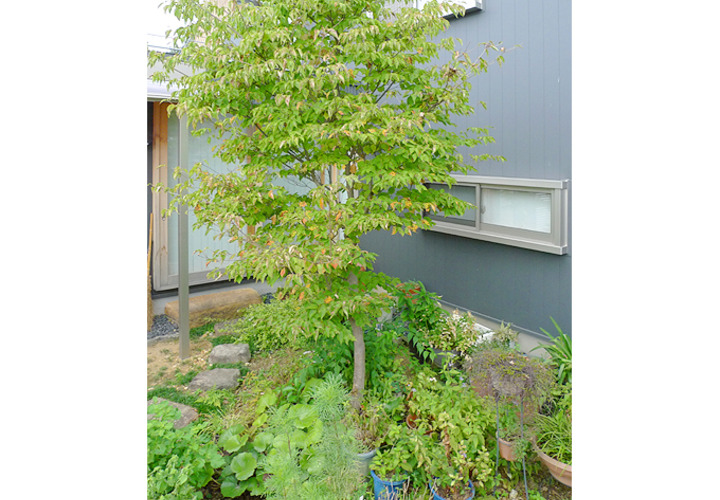 南側の庭（庭２）をみる