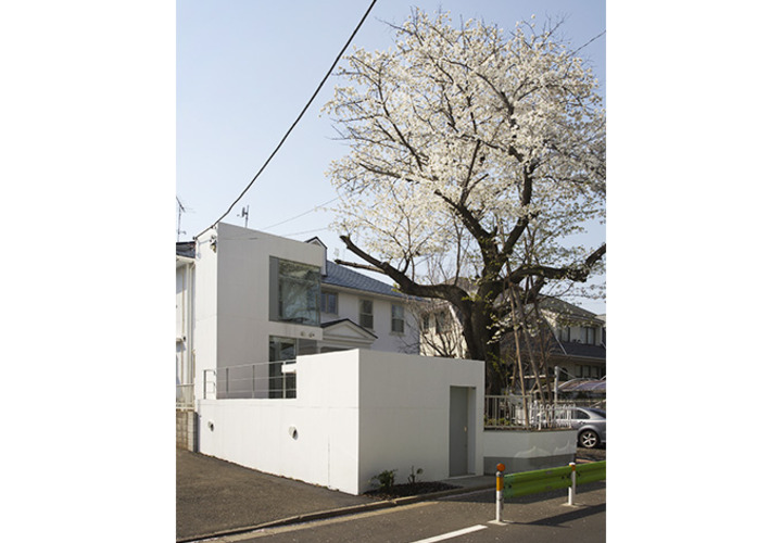 大きな桜の木がある家