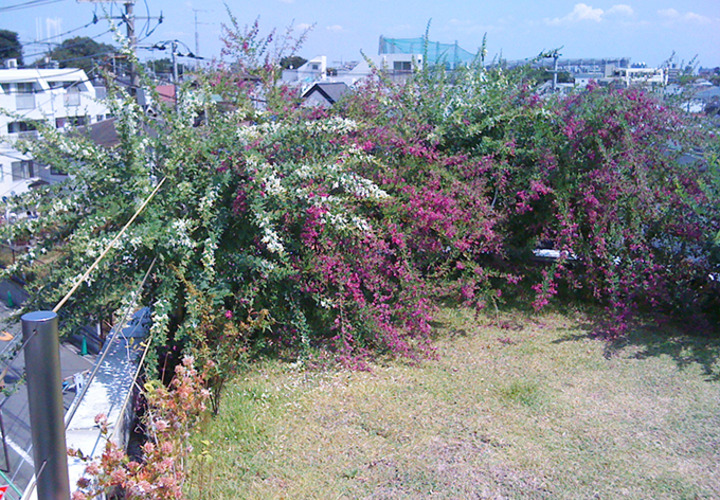 萩をメインに、見事に色づきました