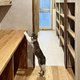 勉強部屋＋ワークスペースと猫