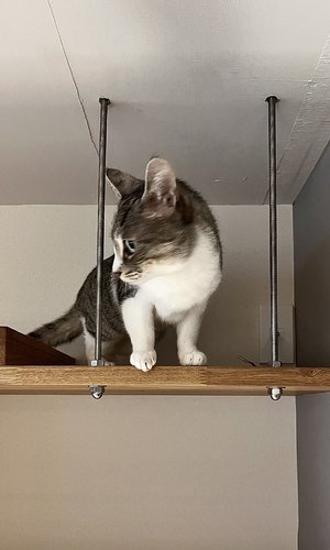 キャットウォーク