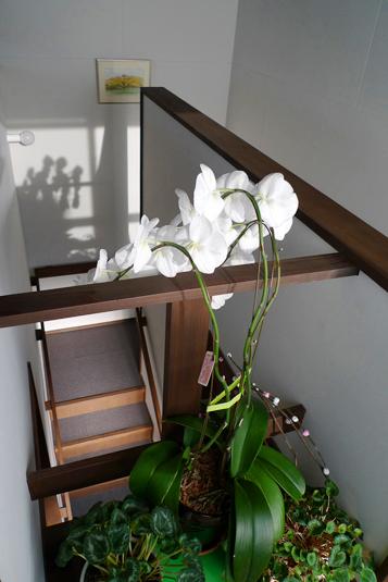 ゆったりとした木造階段