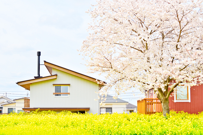 桜の季節