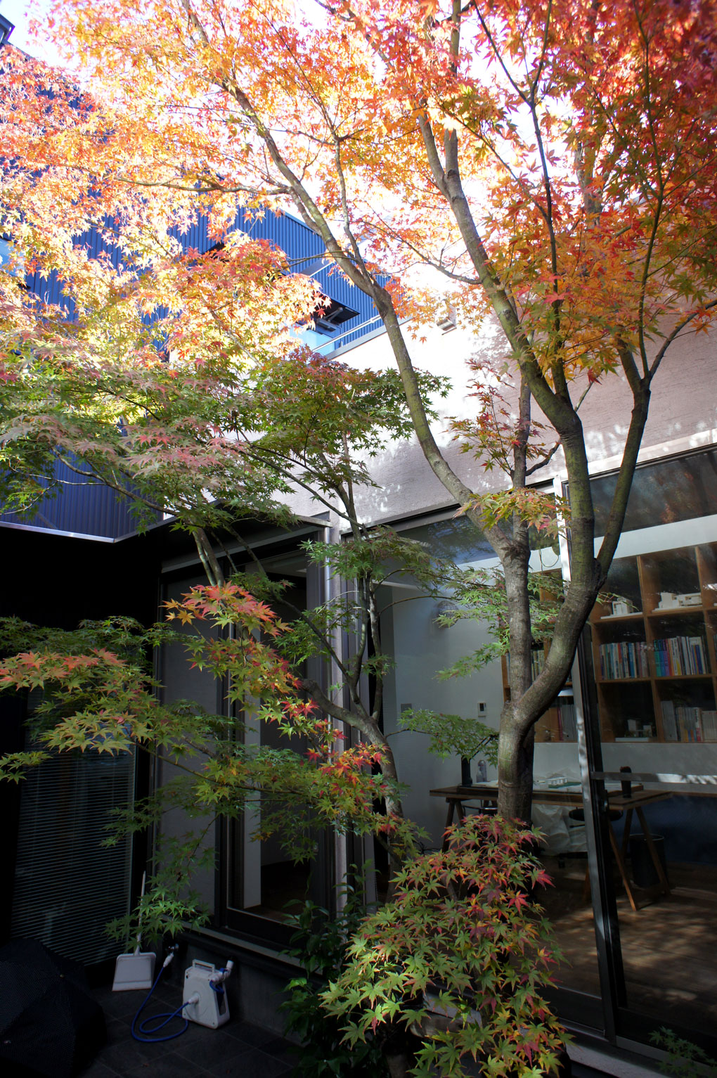 どこからも楽しめる中庭のもみじ