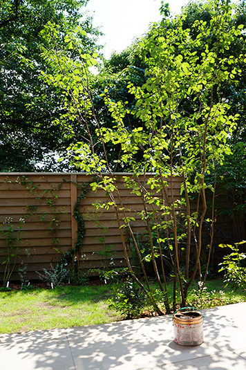 庭のシンボルツリー