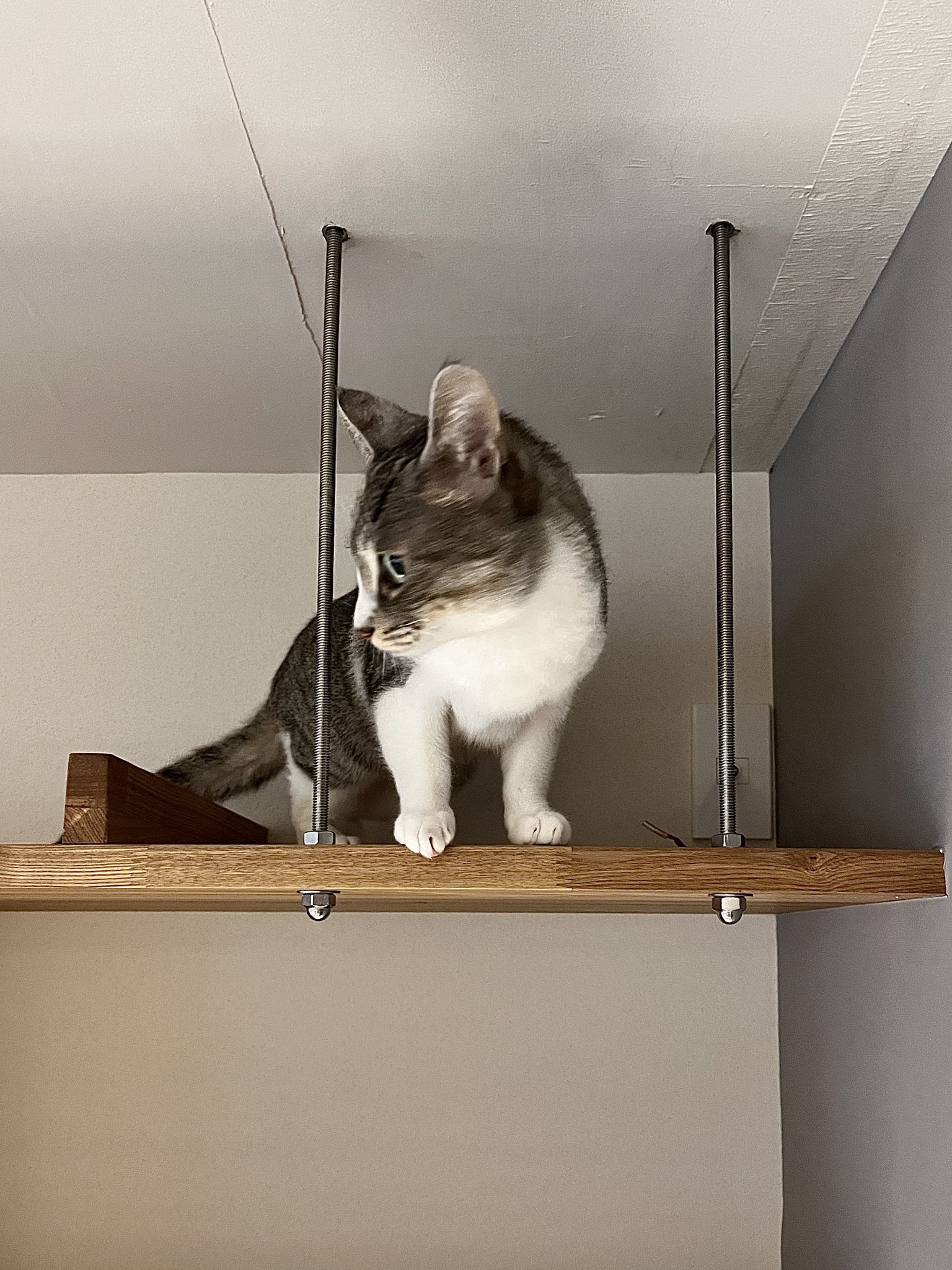 キャットウォーク