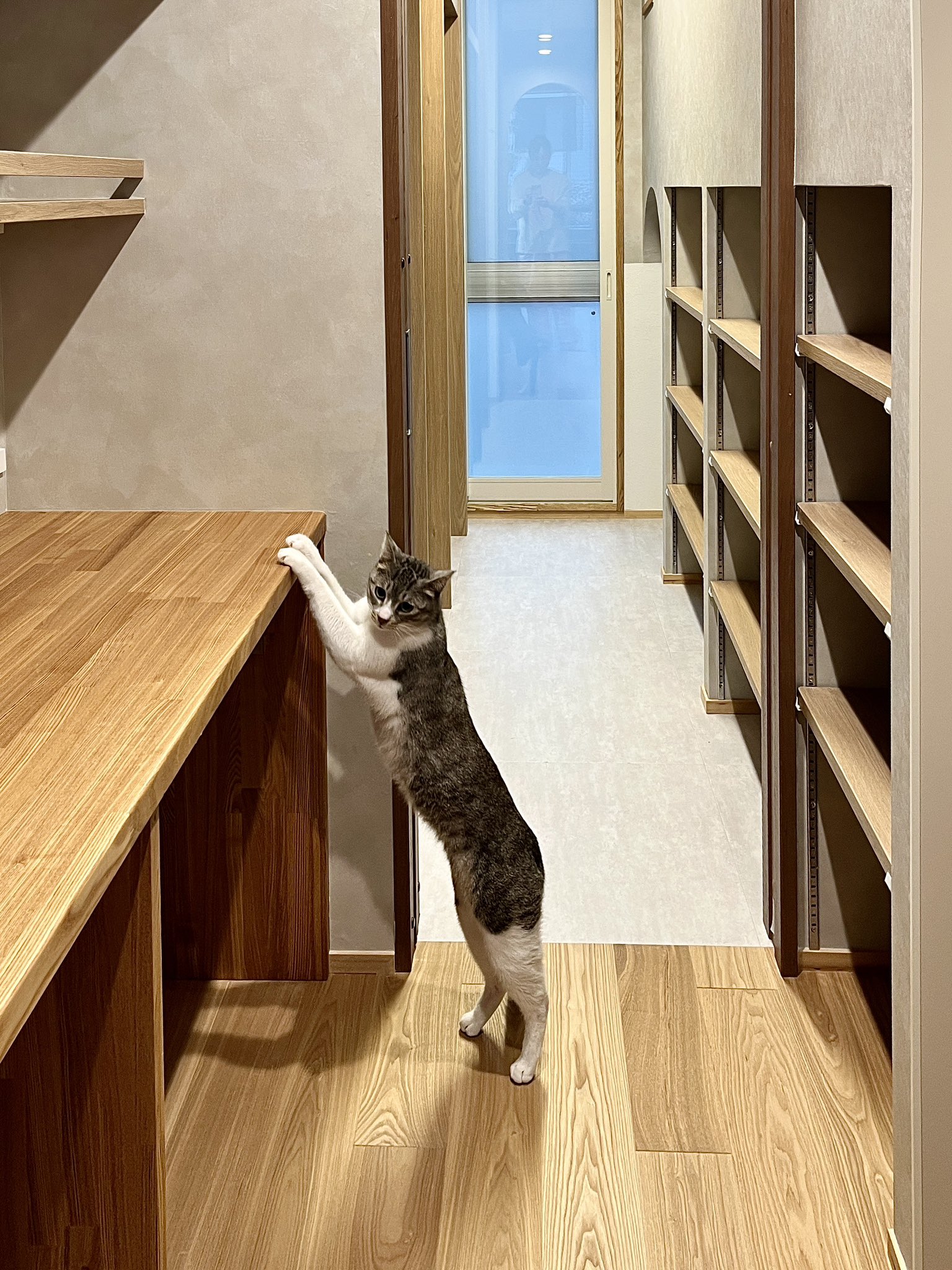 勉強部屋＋ワークスペースと猫