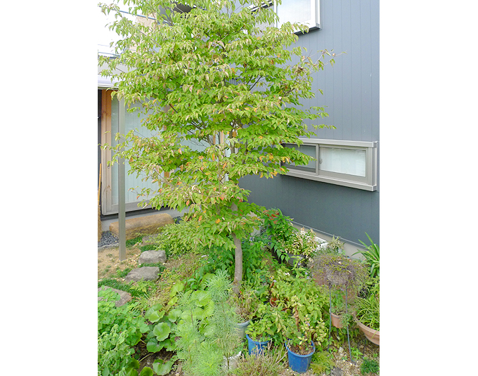 南側の庭（庭２）をみる