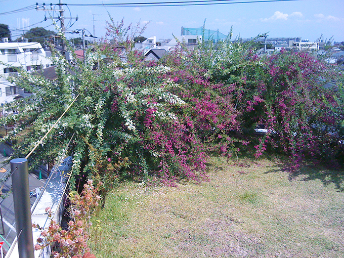 屋上に咲き誇る美しき庭園。